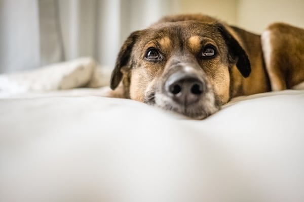 Dog sitting on a bed, looking at camera