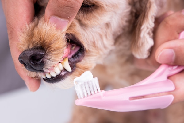 Finger lifting dog's gums to brush teeth