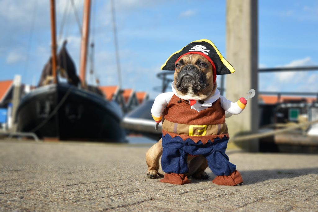 french bulldog in pirate costume