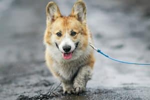 Muddy Corgi walks on a leash on a dirty spring road