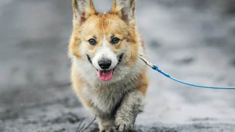 Muddy Corgi walks on a leash on a dirty spring road