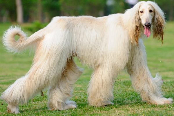 White Afghan Hound walking outside