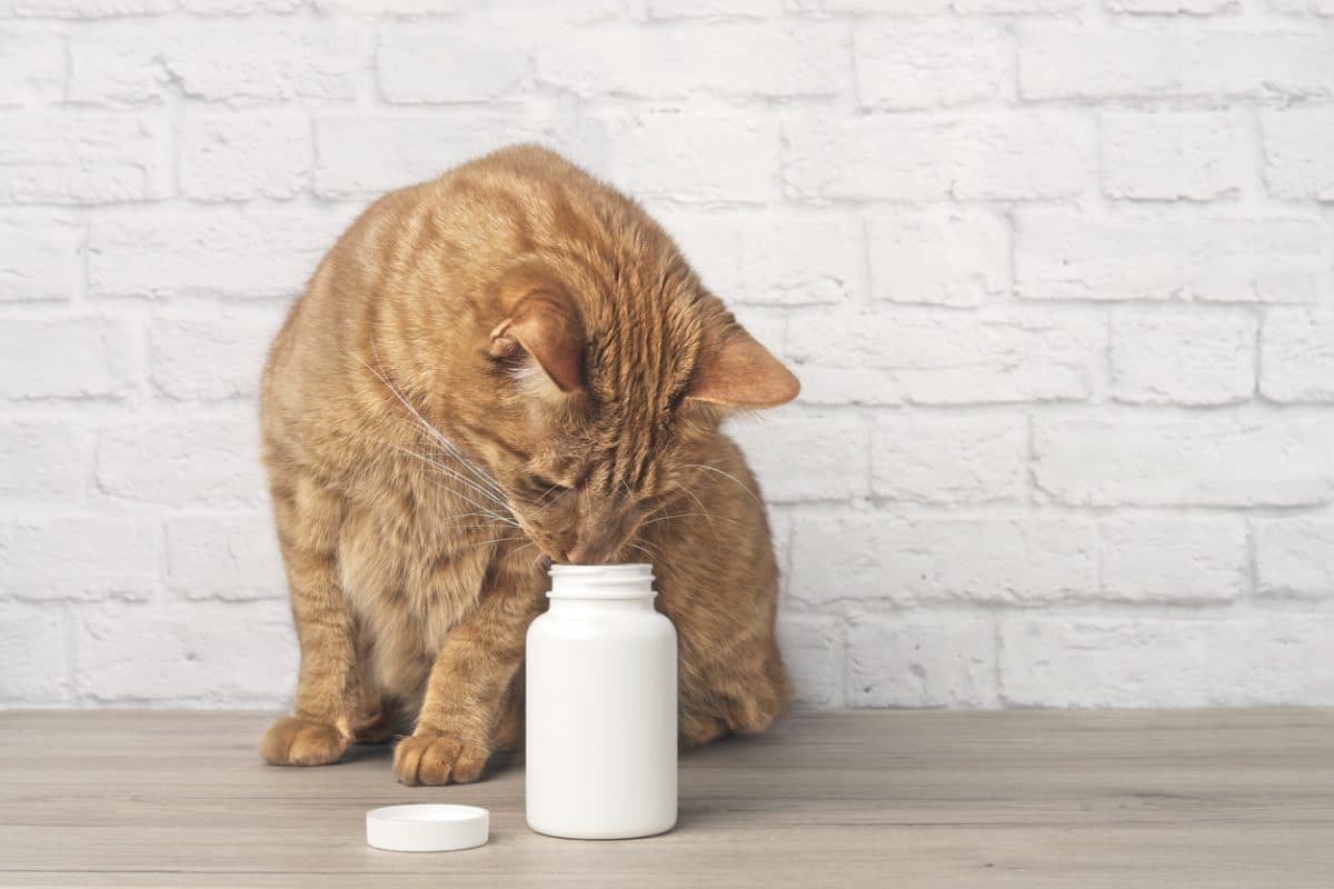 Orange cat curiously investigating a bottle of pills