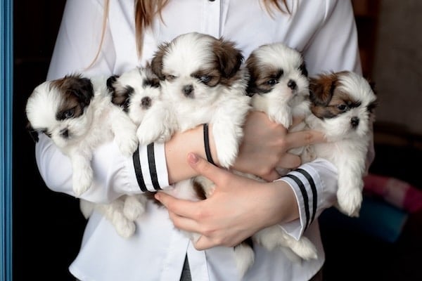 Litter dogs in the hands of the breeder. Little puppies.