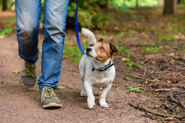 Dog walking next to person, looking up