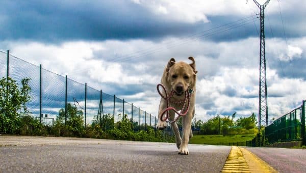 Labrador dog on the run with its leash in its mouth