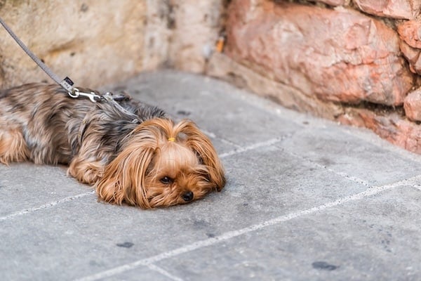 Tired dog laying on stone floor