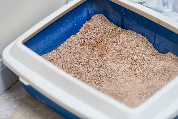 Closeup of empty litterbox in bathroom with clay or wheat litter in box at home with urine
