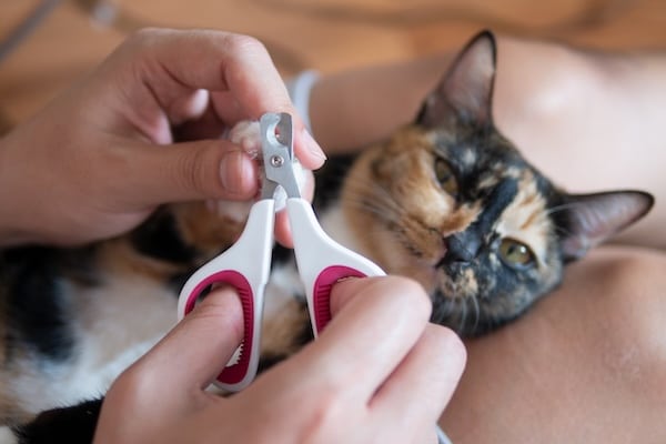 Cat laying on its back, having its nails trimmed