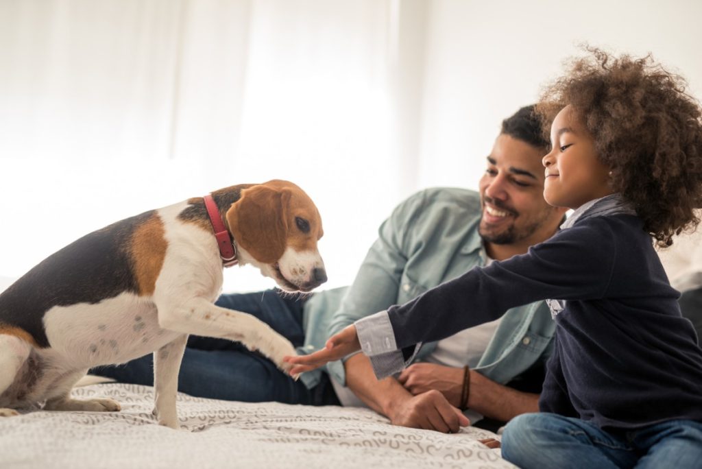 Dad observing daughter gaining consent from dog to pet