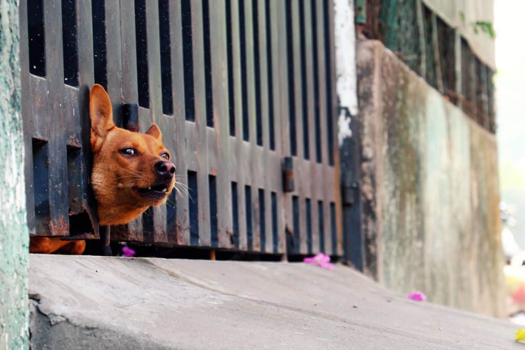 a small brown dog pokes their head out of a gate by the door