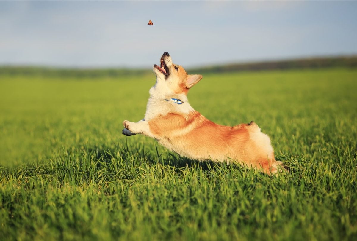 little funny Corgi runs on a green meadow chasing a flying butterfly in the summer