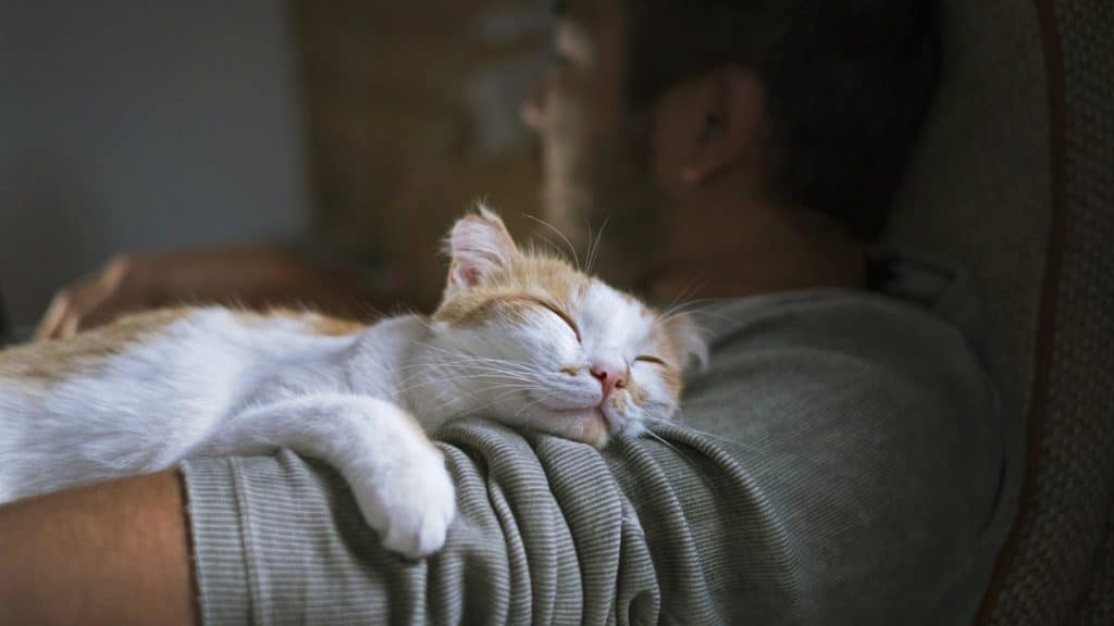 The 9 Best Cat Calming Collars and Diffusers With Pheromones - Herbal Remedies For Cat Calming Collars
