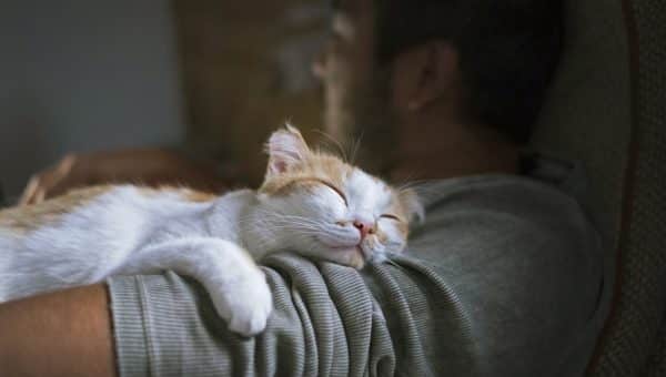 Calm cat sleeps on man's shoulder