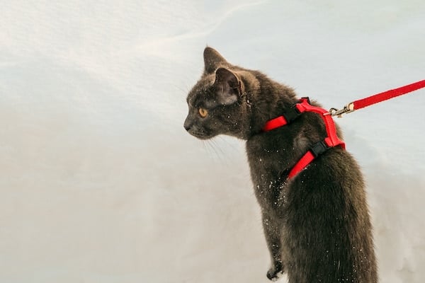 Dark gray cat wears red harness and leash in the snow