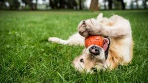 selective focus of golden retriever dog playing with rubber ball on green lawn