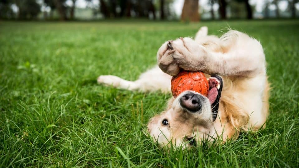 14 Best Husky Toys (Tested & Reviewed) - Dog Lab