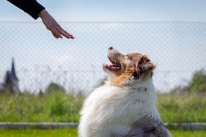 Pet parent training dog in front of fence