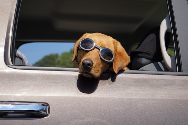 Dog with goggles looking out car window