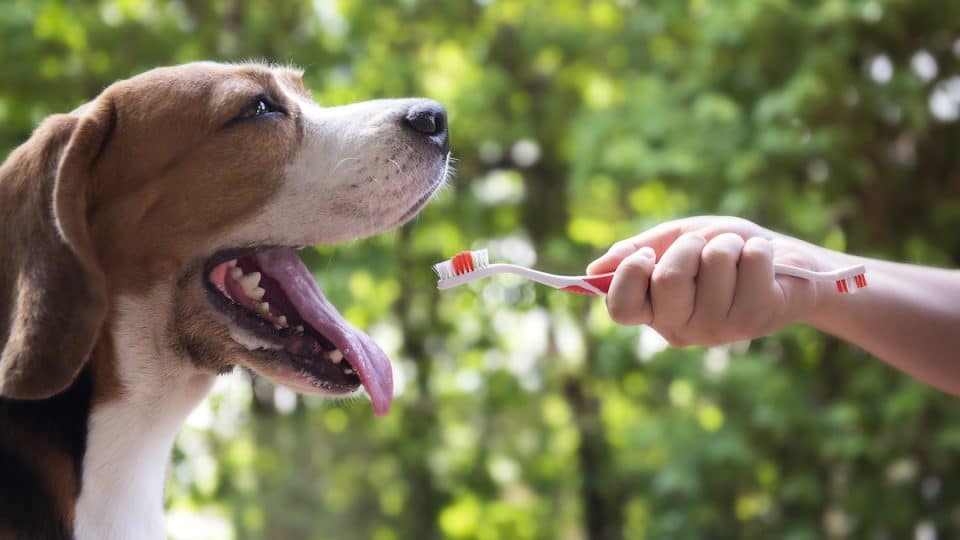 Happy dog sitting with mouth open while hand approaches with toothbrush