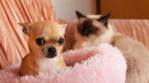 Chihauhau sitting in dog bed next to cat