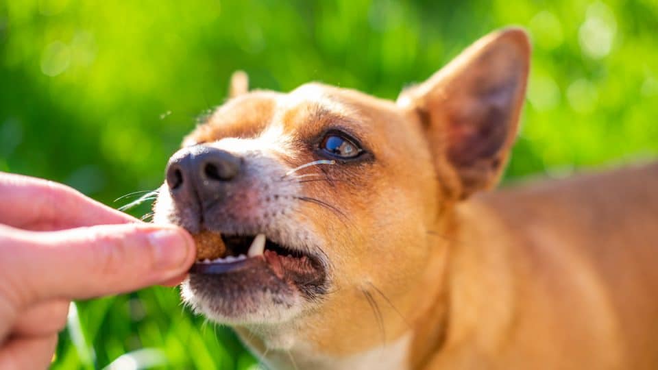 dog eating treat on grassy lawn