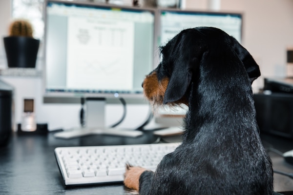 Dachshund sitting at keyboard with two monitors