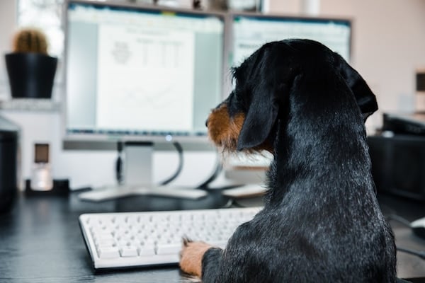 Dachshund sitting on a keyboard with two screens