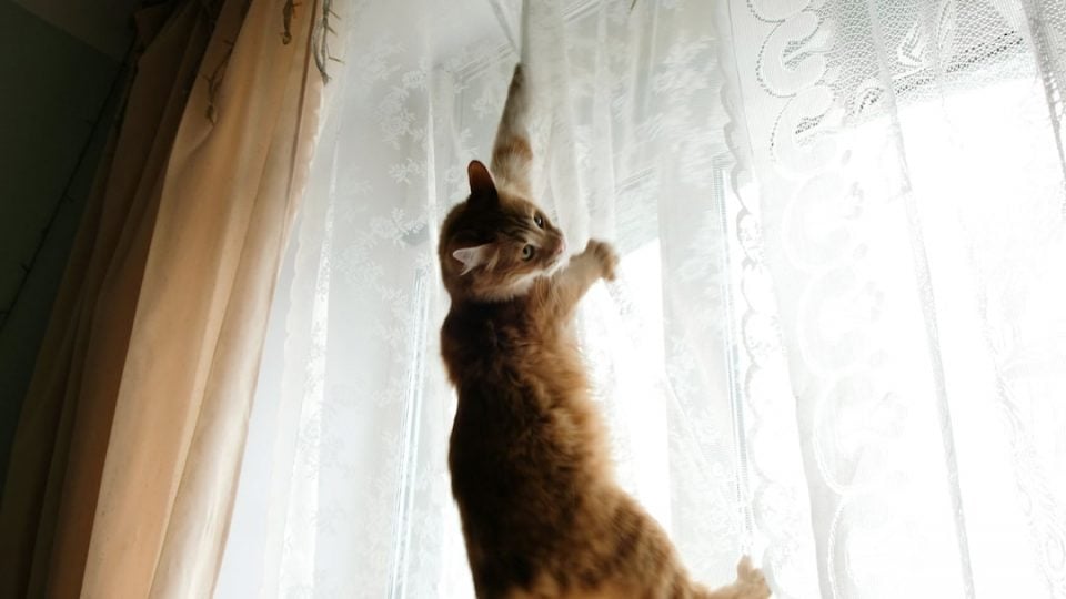 Cat hanging from window curtains due to separation anxiety