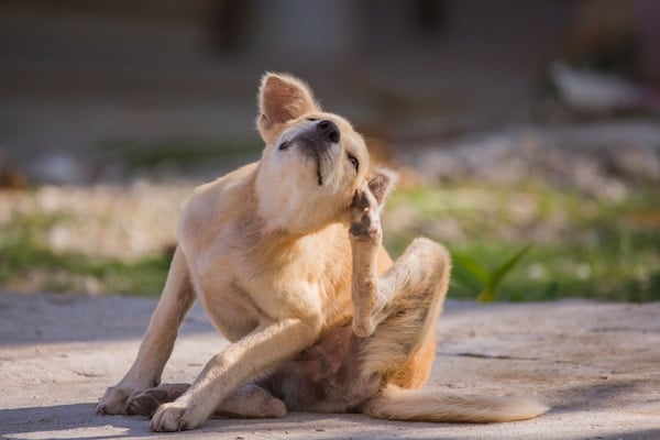 Dog scratching ear with hind foot