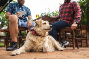 Cute white dog with red bandana sitting and waiting his owner to finish with their drinks in a cafe bar outdoors.