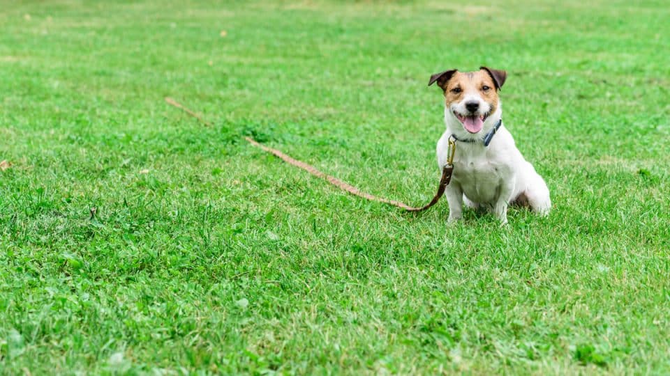 Jack Russel Terrier on long yard leash in grass