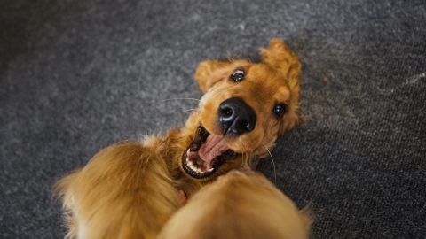 A close-up top down view of a cute cocker spaniel lying on his back playing.