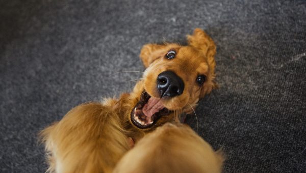 A close-up top down view of a cute cocker spaniel lying on his back playing.