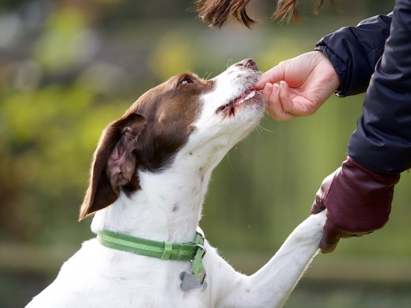 A springer spaniel beagle cross bread dog receiving a treat