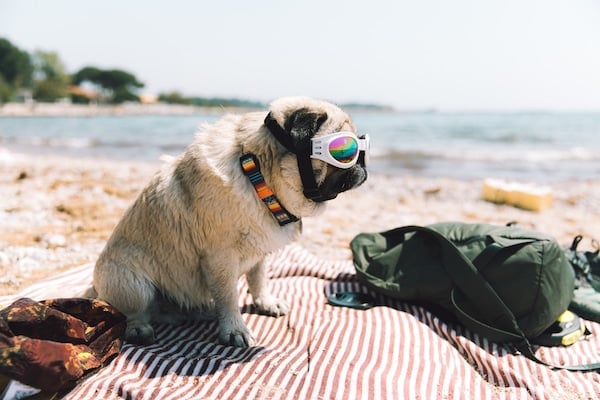 Pug wearing goggles on beach towel by the sea