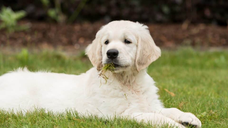 a white haired dog, looking up, chewing on some grass