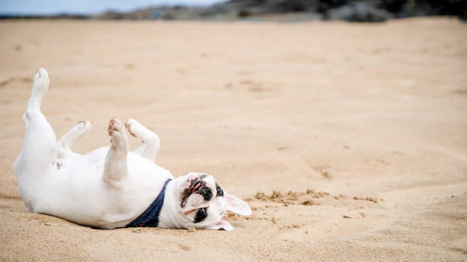 Frenchie dog lays on her back sunbathing at Harlyn Bay Beach in Cornwall, England