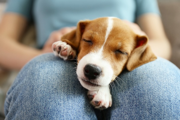 Puppy sleeping on woman's lap