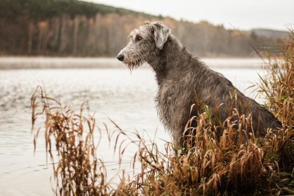 Irish Wolfhound sitting by water on cloudy day