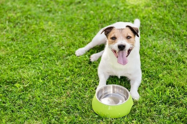 Jack Russell Terrier on grass with water bowl