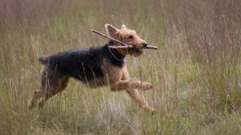 airedale terrier running with stick
