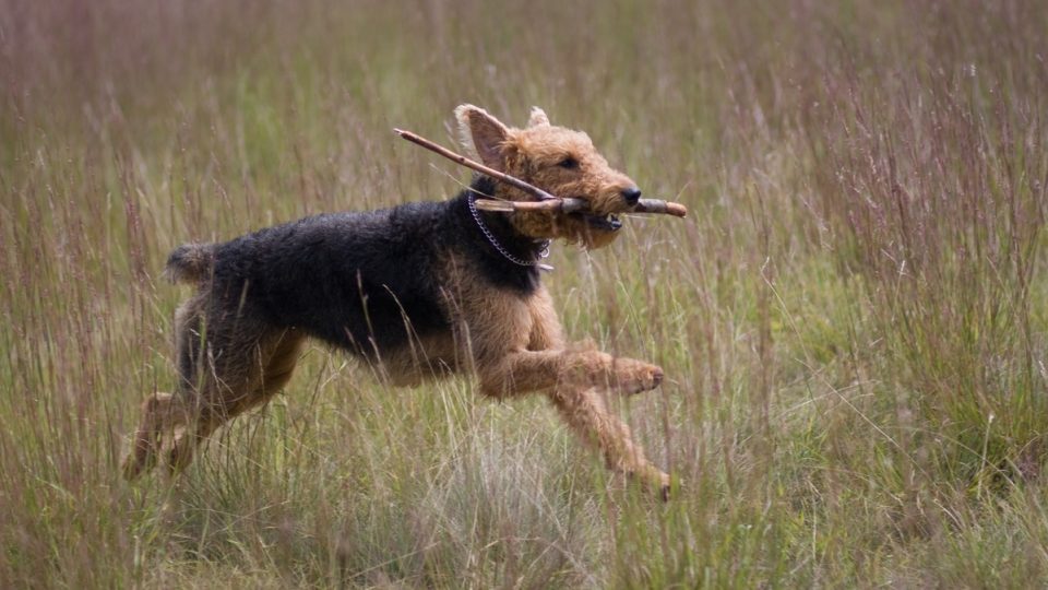 Airedale Terrier running with stick