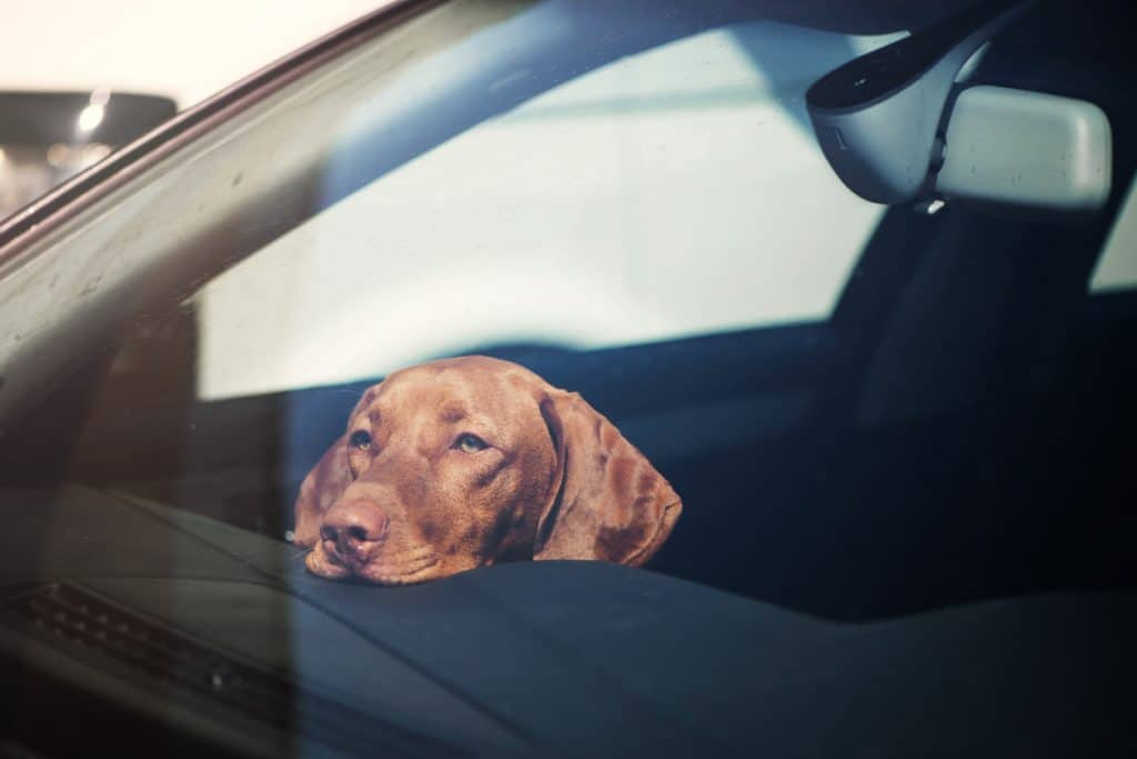 Dog left alone in locked car