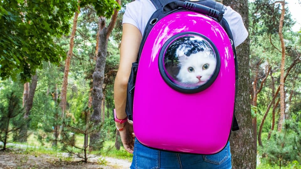 White cat in a backpack with a porthole for a walk