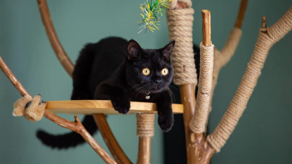 Black cat hunting on a hand made cat climbing tree