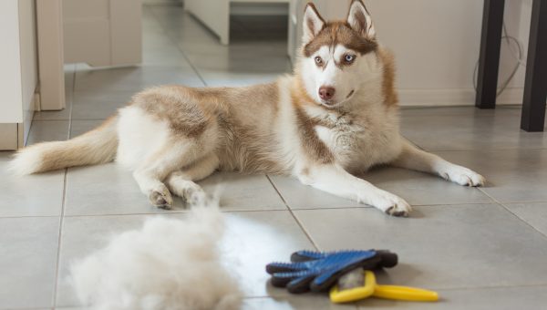 Siberian husky lies on floor in pile of his fur and dog comb