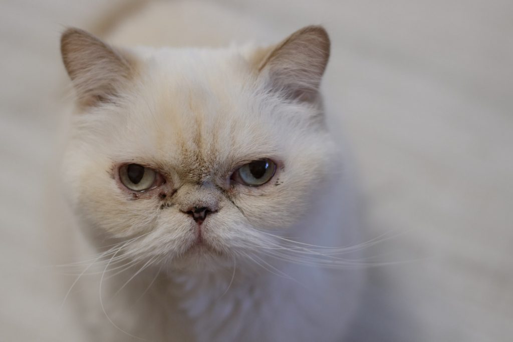 a white persian cat with brown stains around its eyes