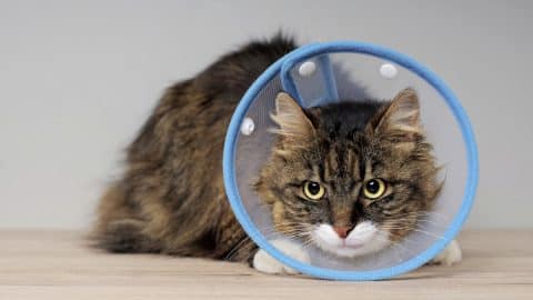Cat in recovery cone sitting on table