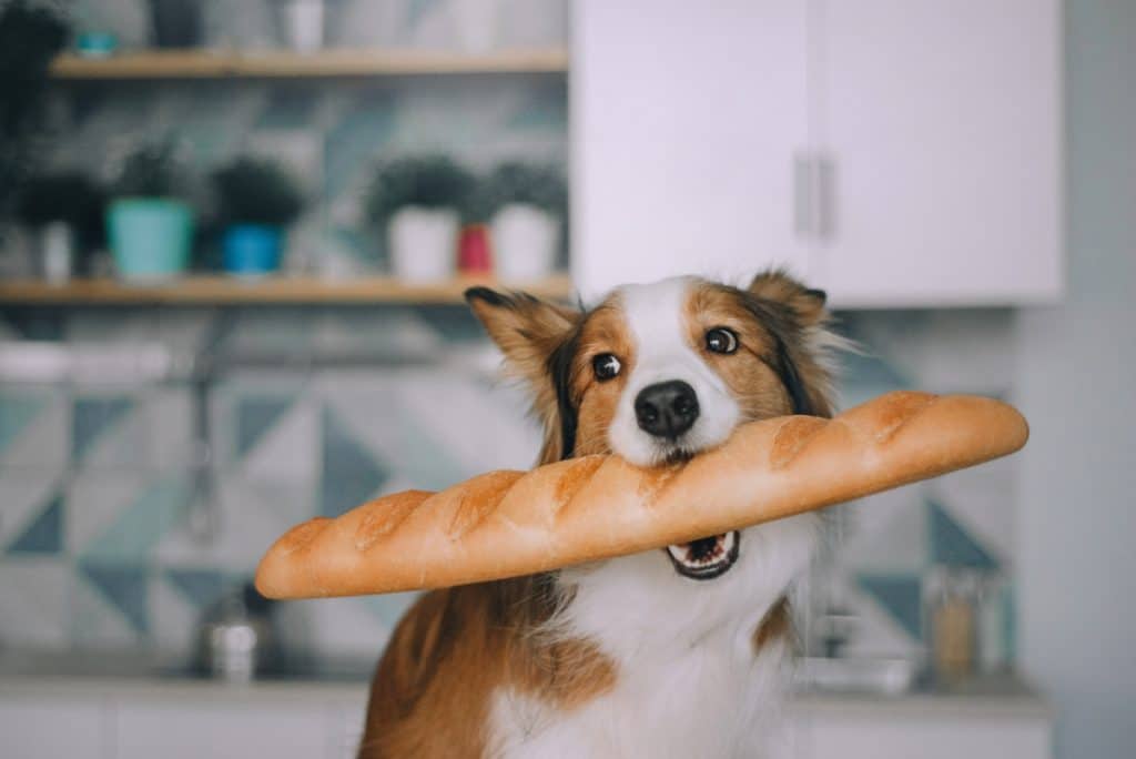 Border Collie sits in the kitchen and holds bread in his mouth